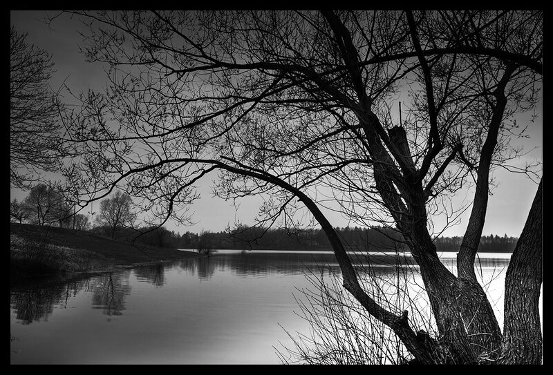 Bare Tree Branches over Lake