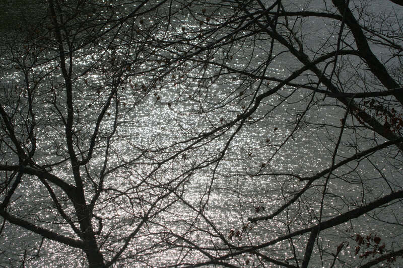 Bare Tree Branches over Water