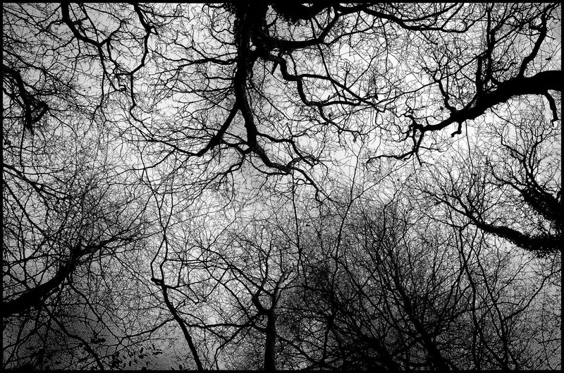 Bare Tree Branches — Photograph