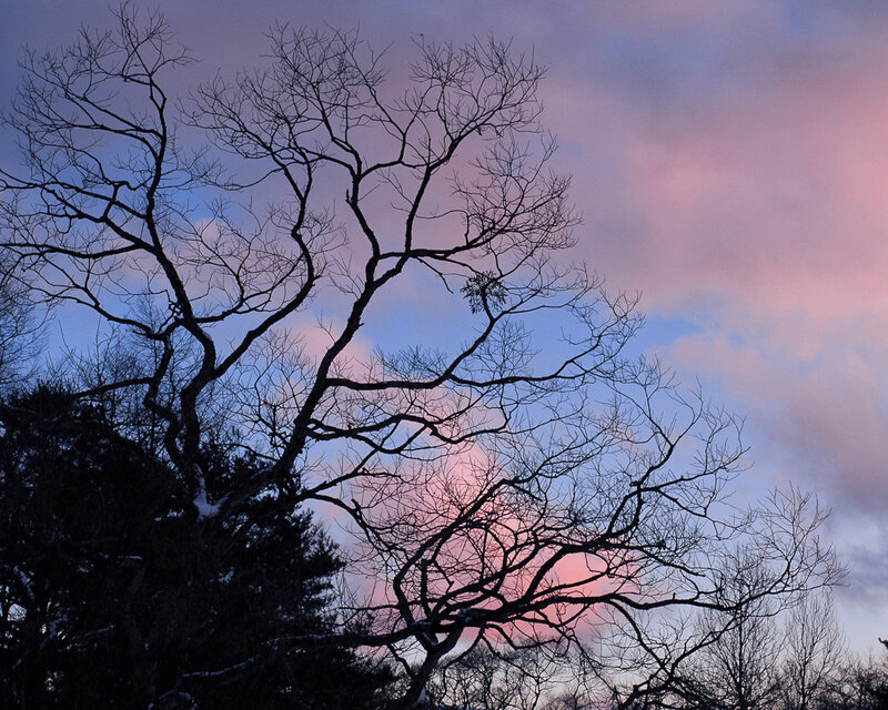 Bare Tree Branches — Pink, Dramatic