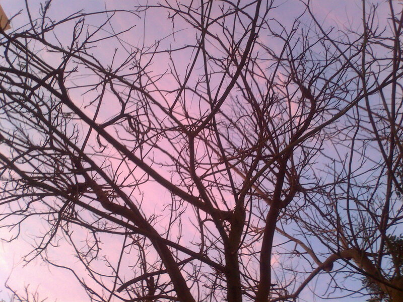 Bare Tree Branches — Pink, Serene, Sunset