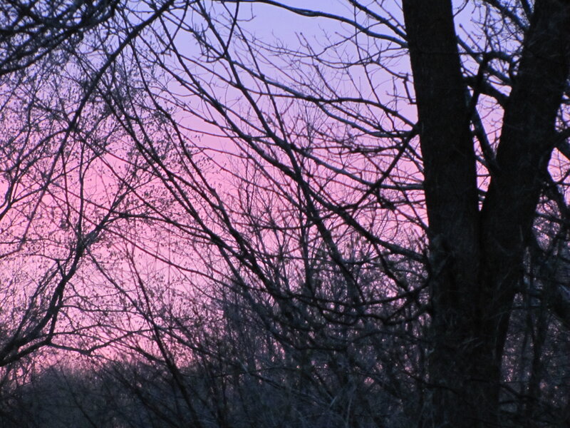 Bare Tree Branches — Pink, Serene