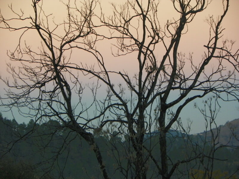 Bare Tree Branches — Pink