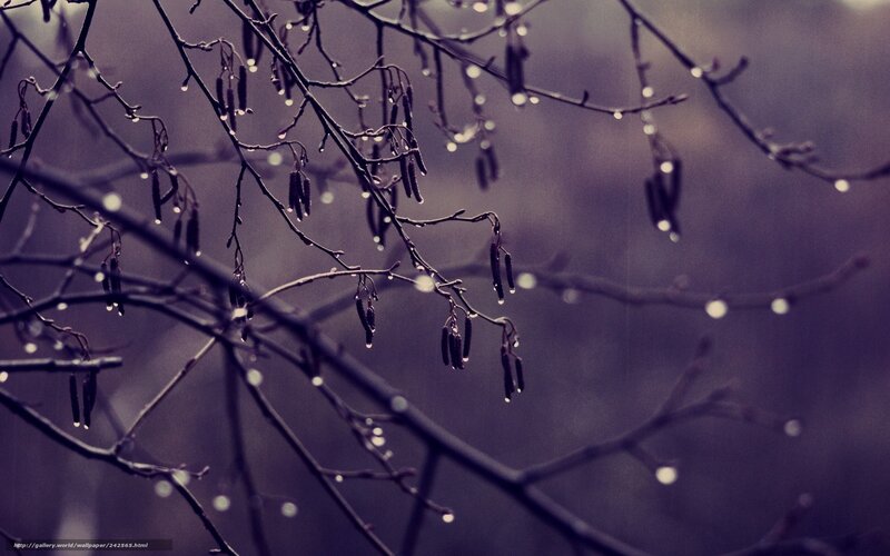 Bare Tree Branches — Purple, Moody
