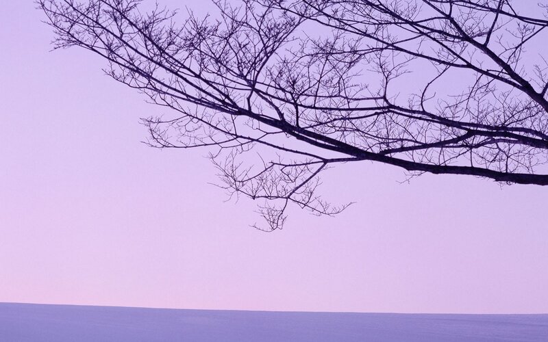 Bare Tree Branches — Purple, Serene