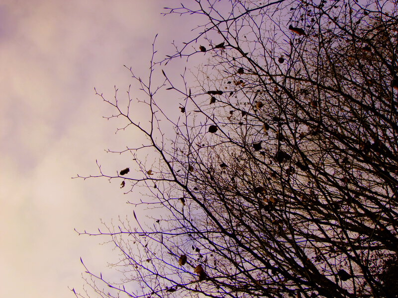 Bare Tree Branches — Purple, Somber