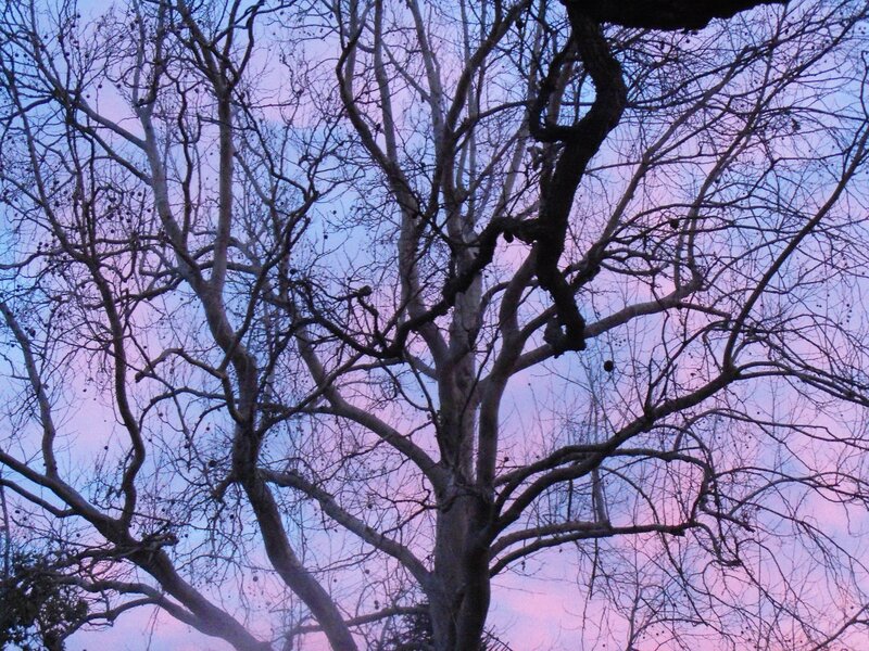 Bare Tree Branches — Purple