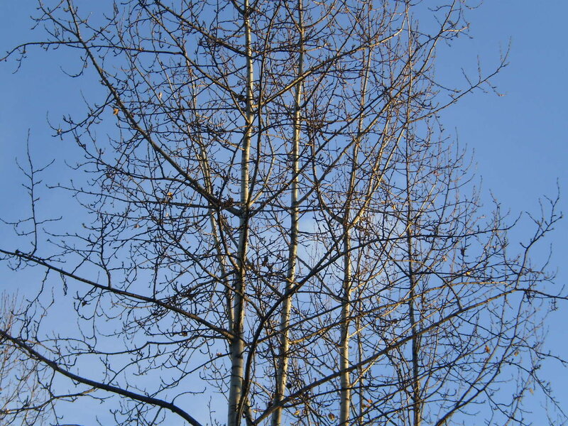 Bare Tree Branches — Sky
