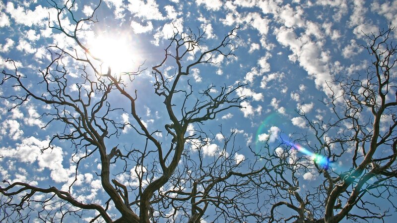 Bare Tree Branches — Sun