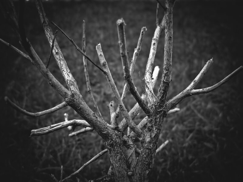 bare tree branches