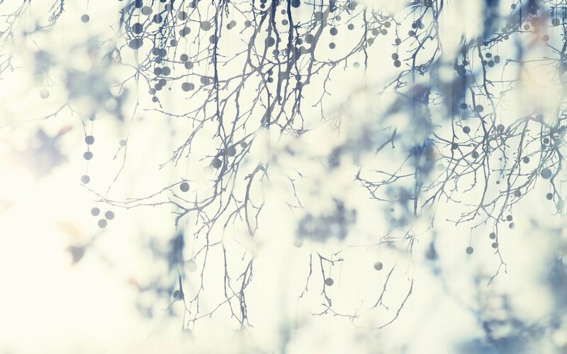 Bare Tree Branches — White