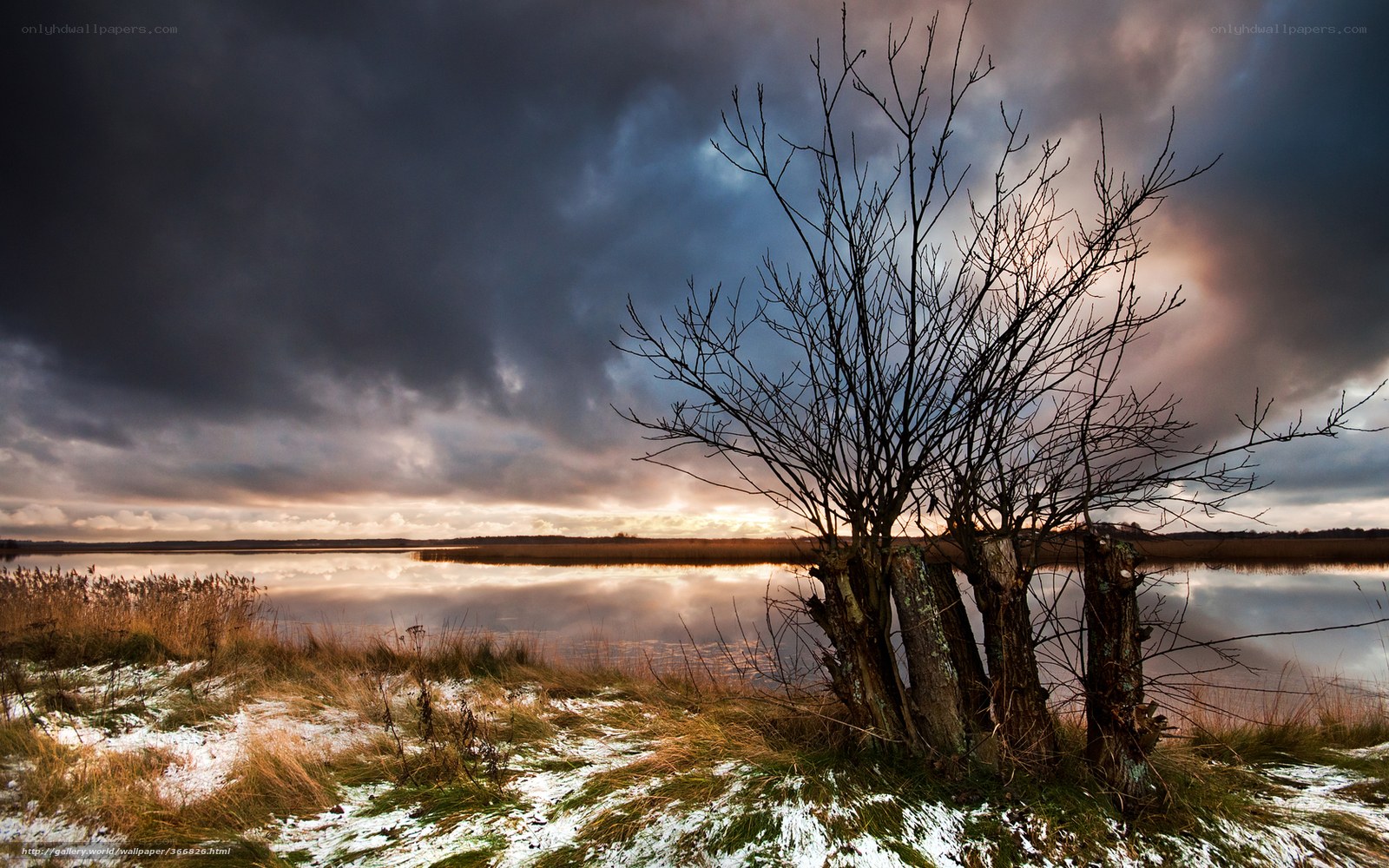Bare tree by a lake at sunset
