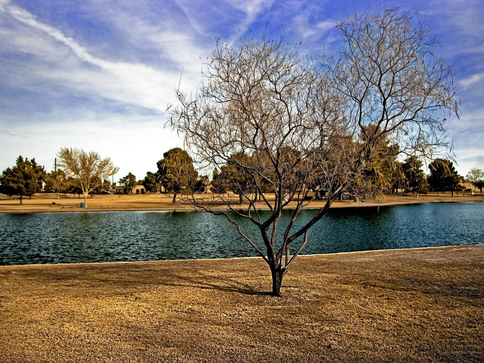 Bare tree by a lake