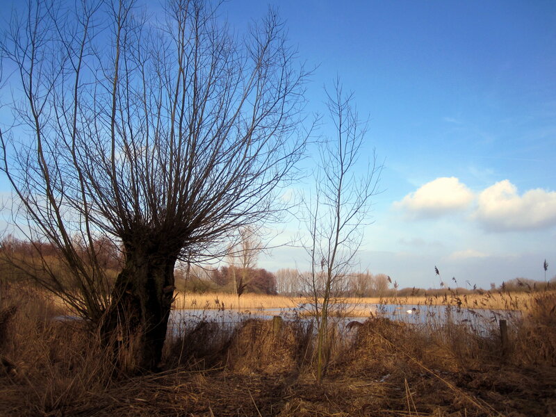 Bare Tree by Lake — Blue, Serene, Autumn