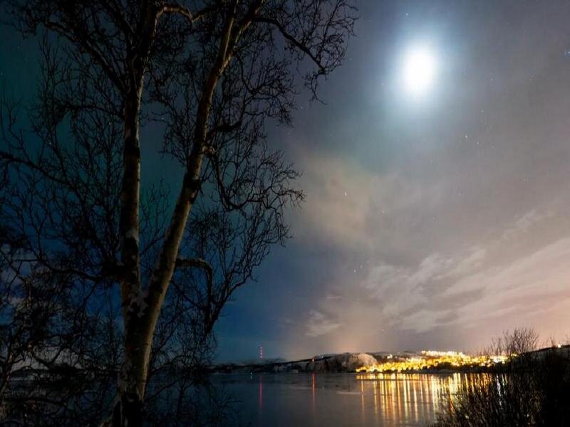 Bare Tree by Lake — Blue, Serene, Night, Photograph