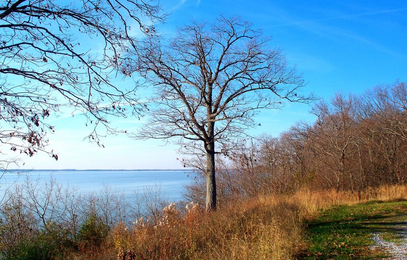 Bare Tree by Lake — Blue, Serene