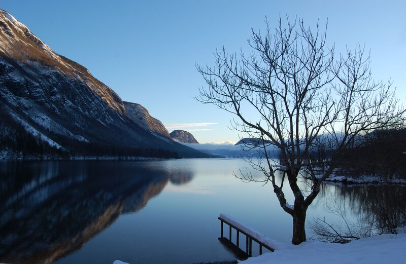 Bare Tree by Lake — Blue, Serene, Winter, Photograph