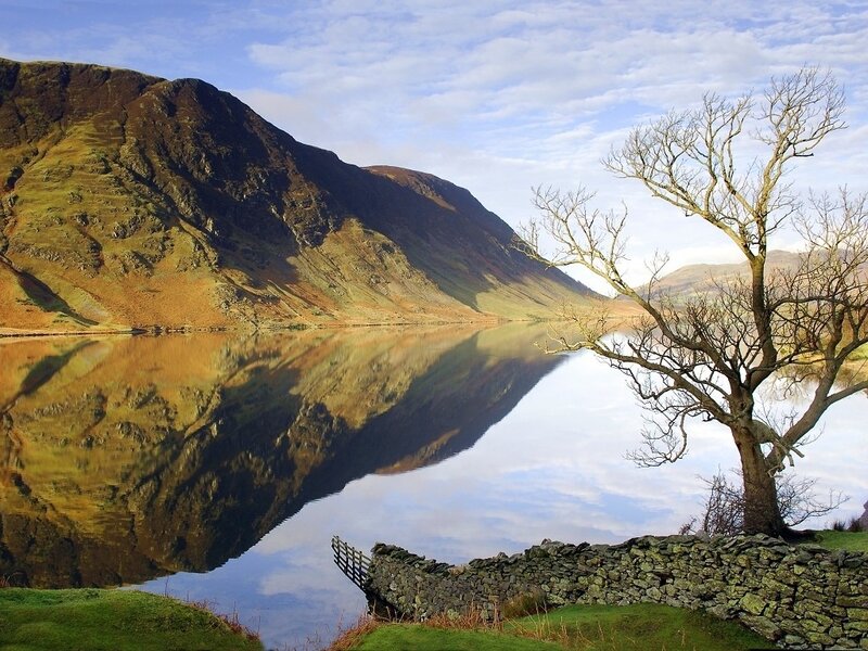Bare Tree by Lake — Green, Serene