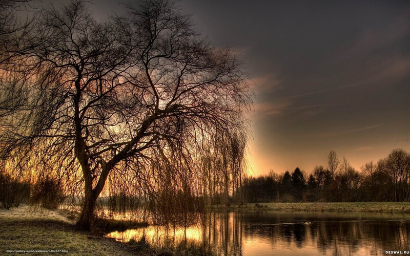 Bare Tree by Lake — Orange
