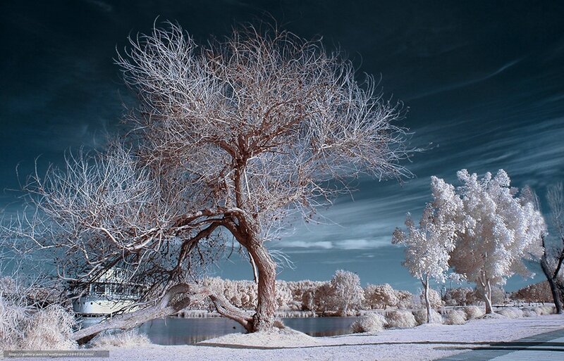 Bare Tree by Lake — White, Dramatic
