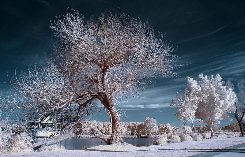 Bare Tree by Lake — White