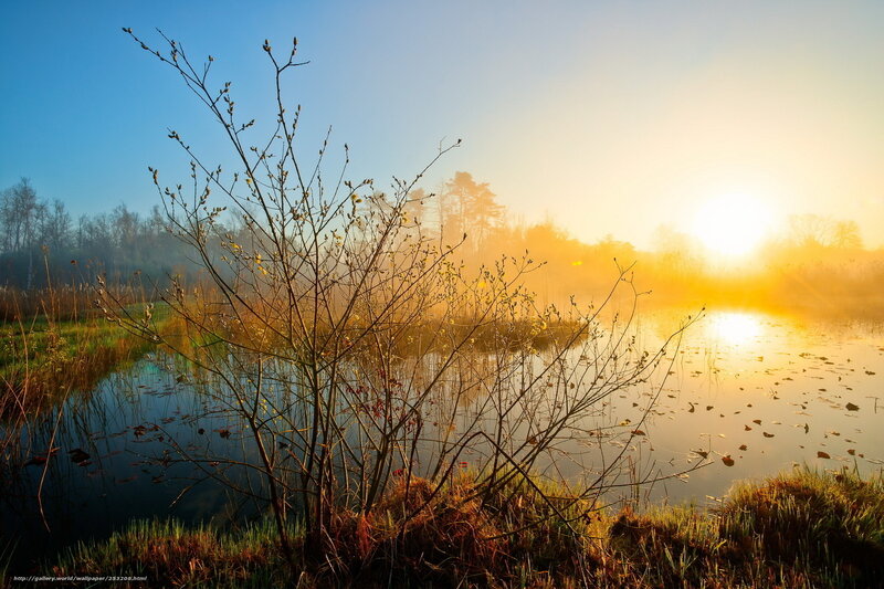 Bare Tree by Pond — Blue