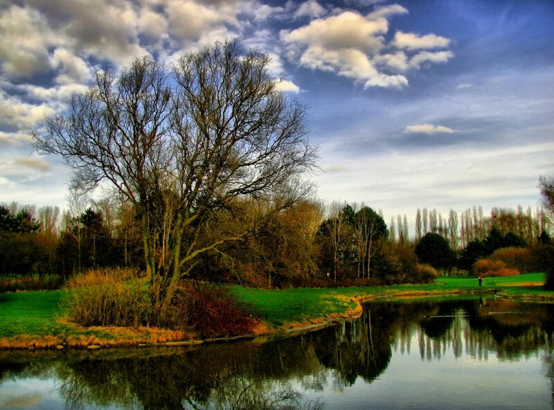 Bare Tree by Pond