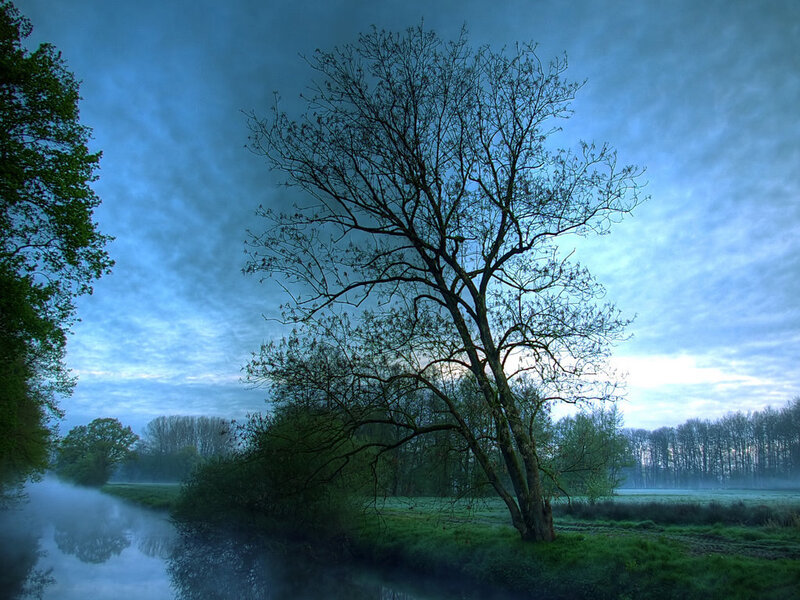 Bare Tree by River — Blue, Serene