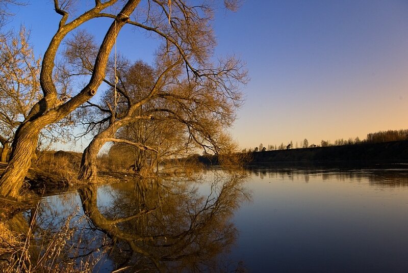 Bare Tree by River — Blue