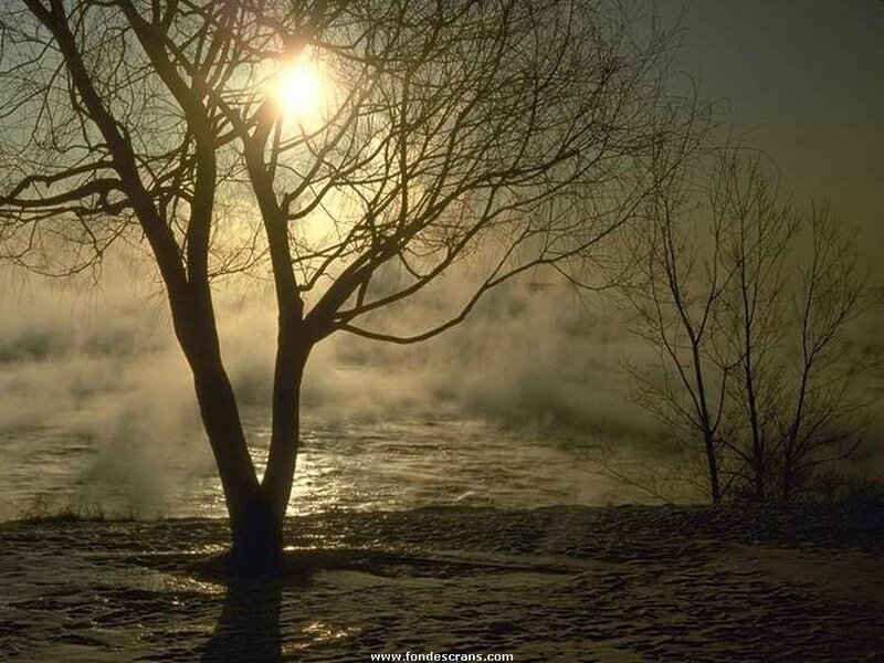 Bare Tree by River — Brown