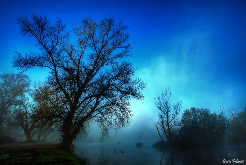 Bare Tree by River