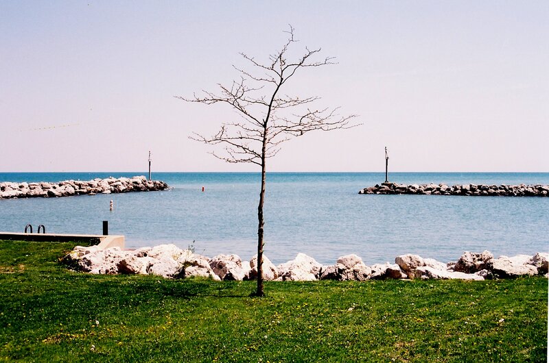 Bare Tree by Sea
