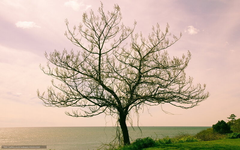 Bare Tree by the Sea — Pink