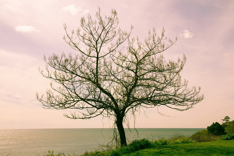 Bare Tree by the Sea