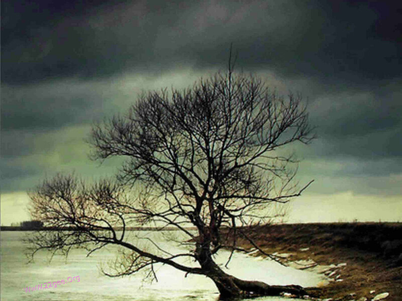 Bare Tree by Water