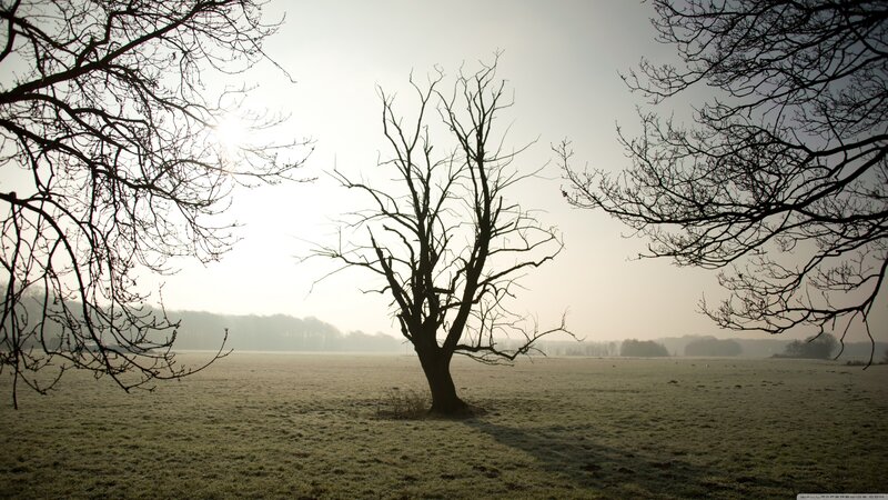 Bare tree in a frosty field