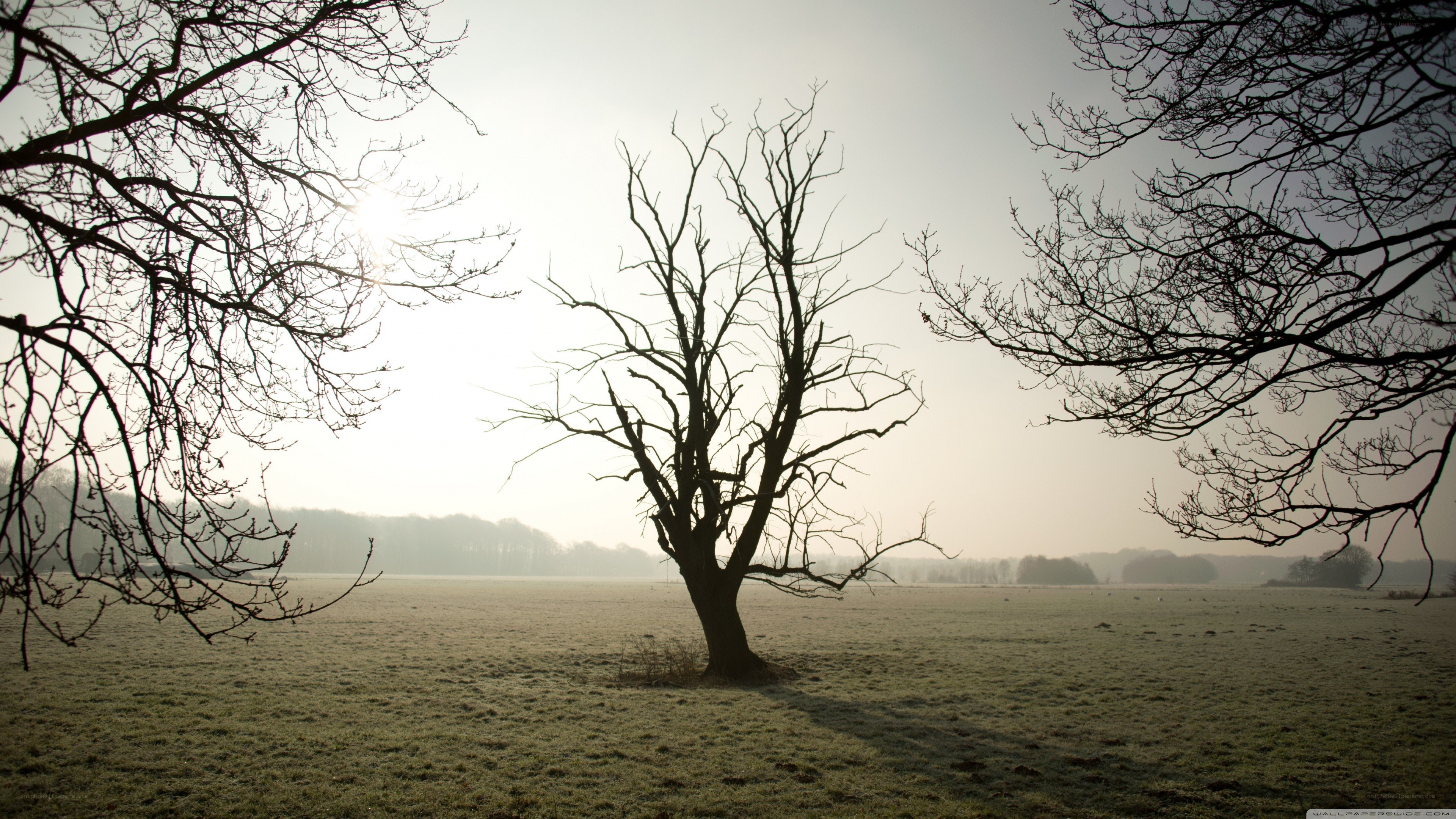 Bare tree in a frosty field