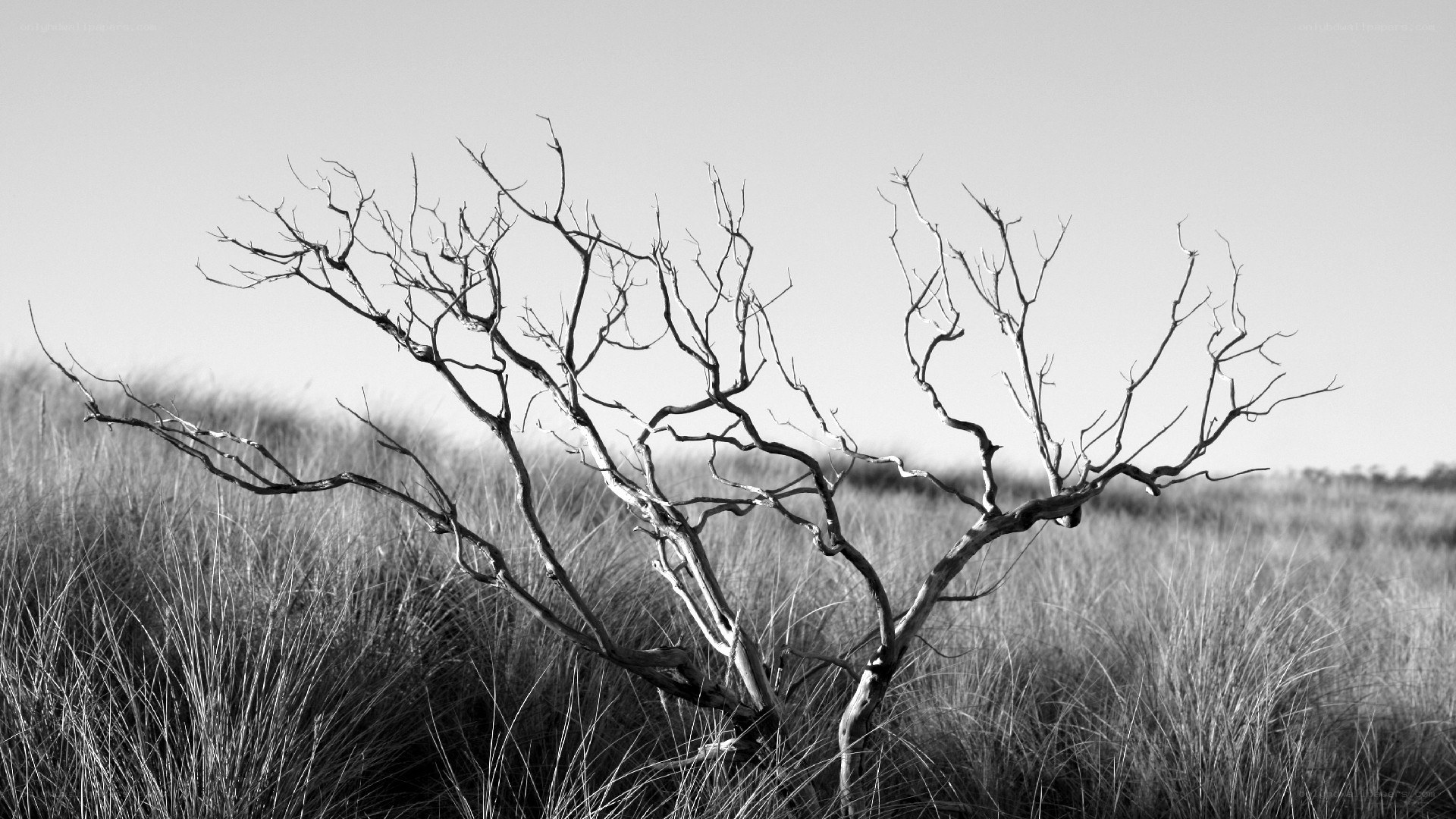Bare tree in a grassy field