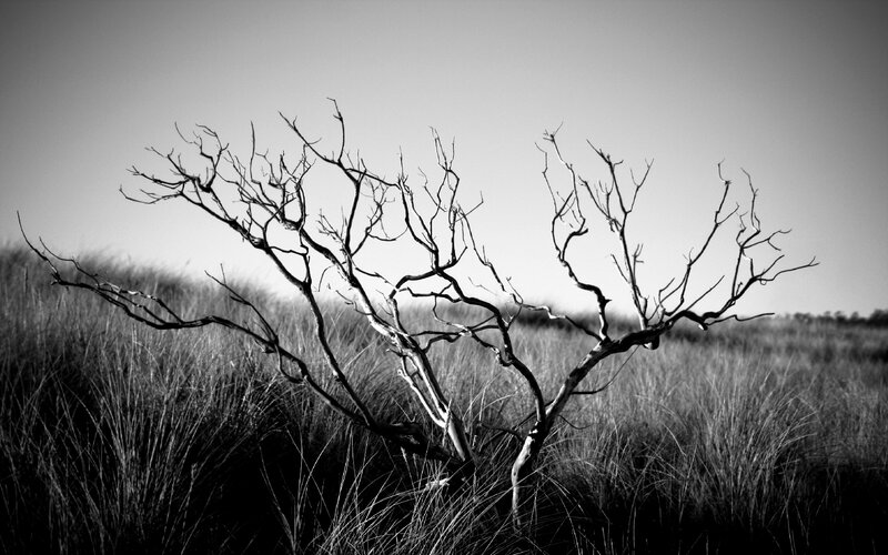 Bare tree in a grassy field