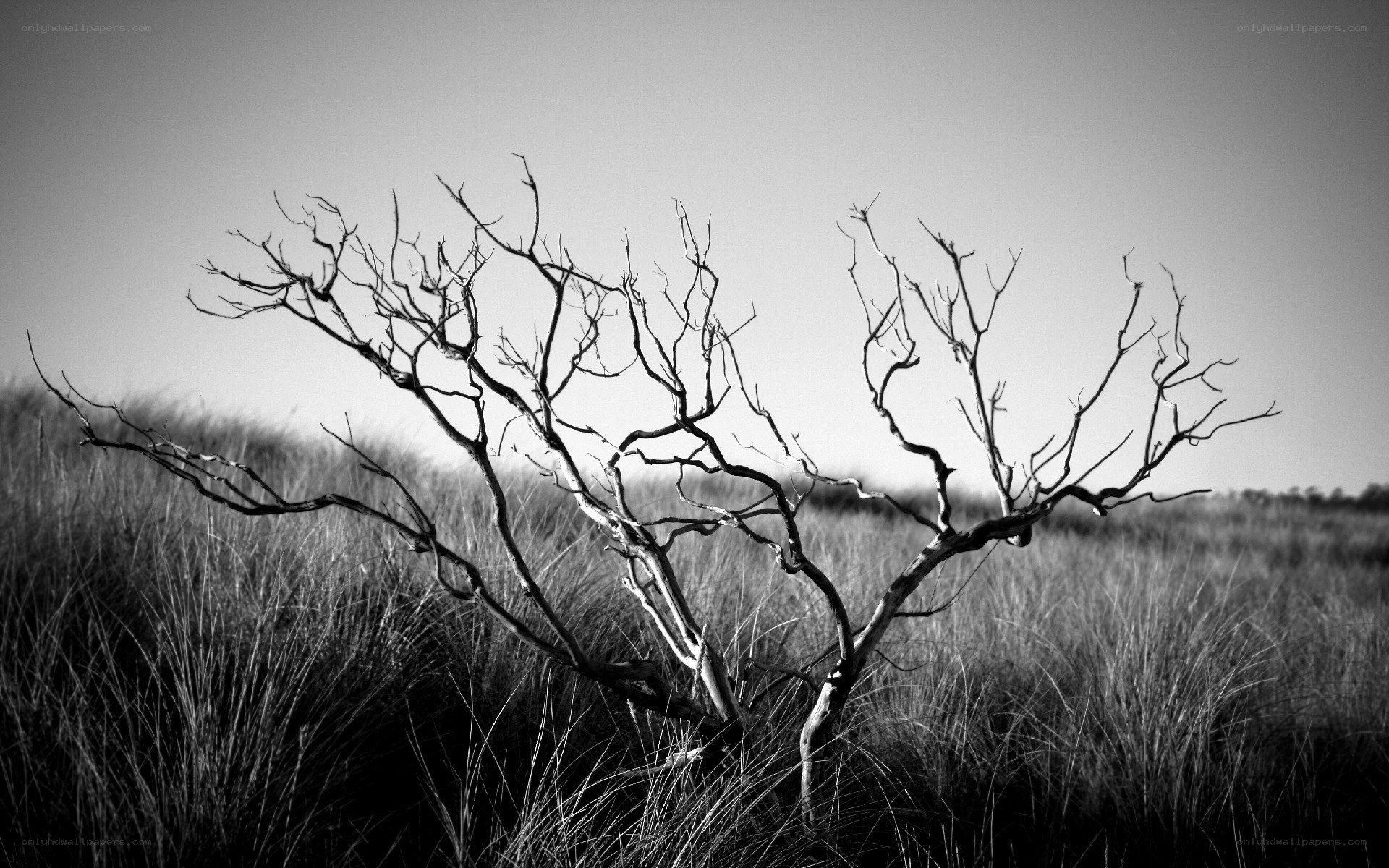 Bare tree in a grassy field