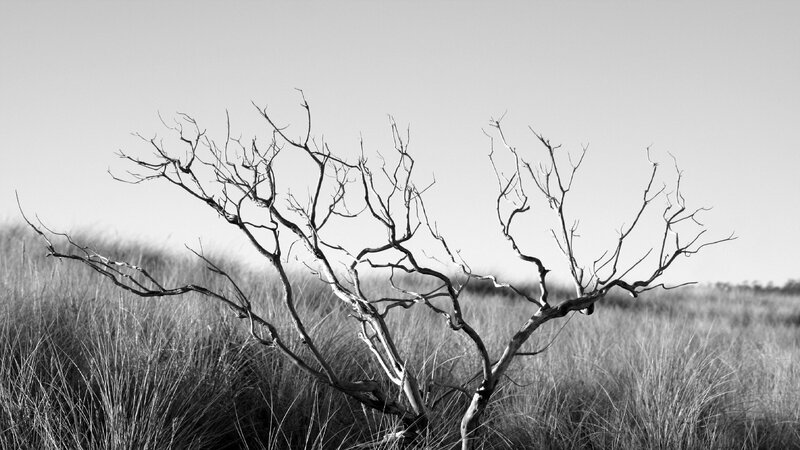 Bare tree in a grassy field