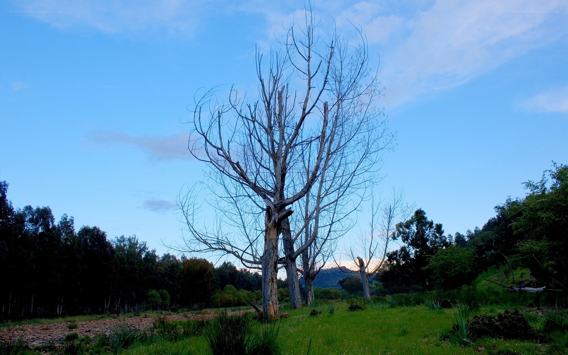 Bare tree in a green field