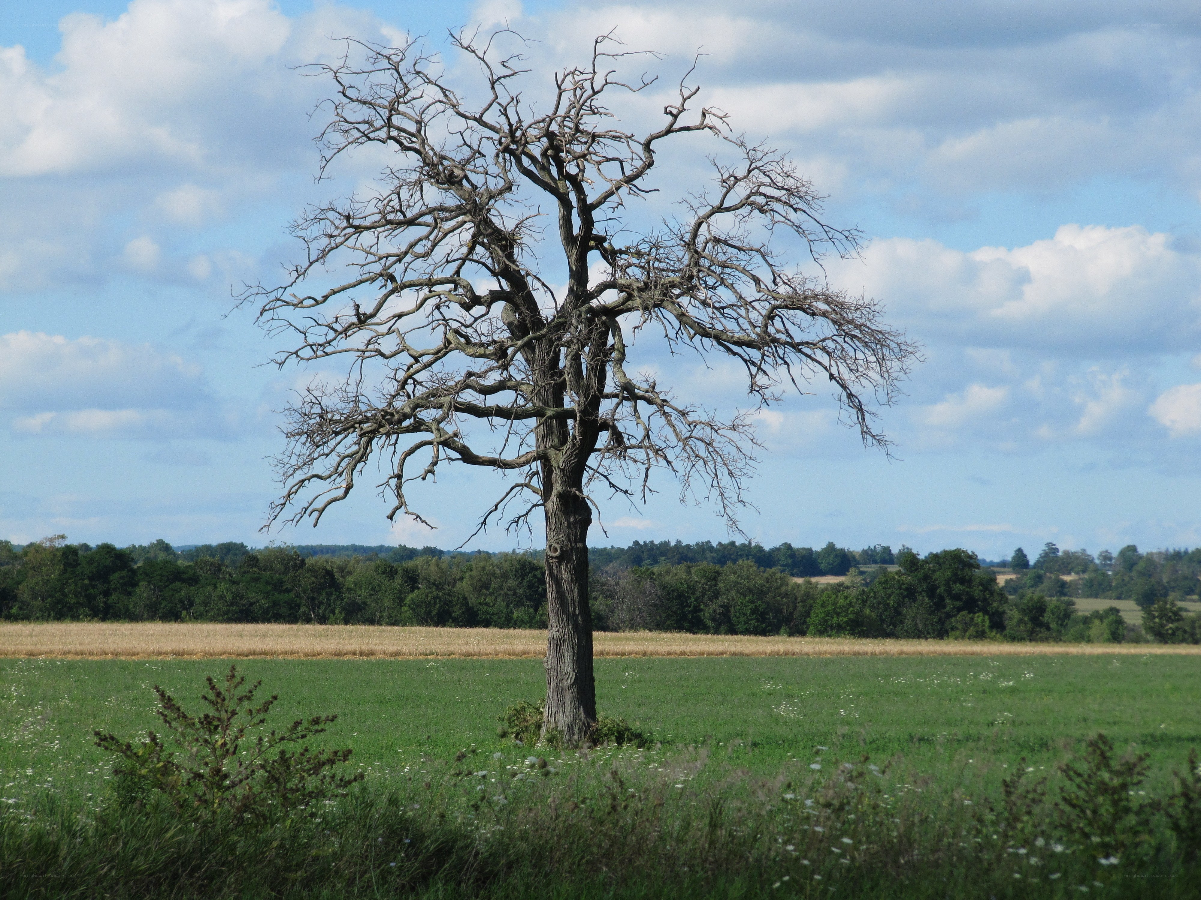Bare tree in a green field