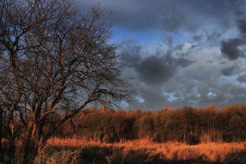 Bare Tree in Autumn Field