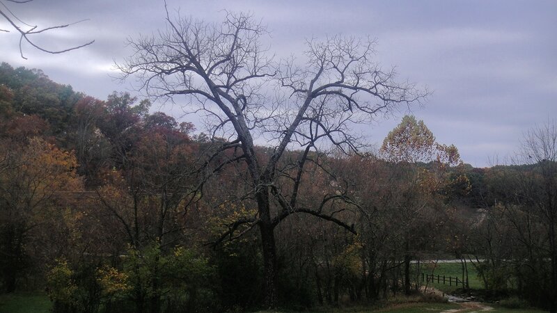 Bare Tree in Autumn — Gray