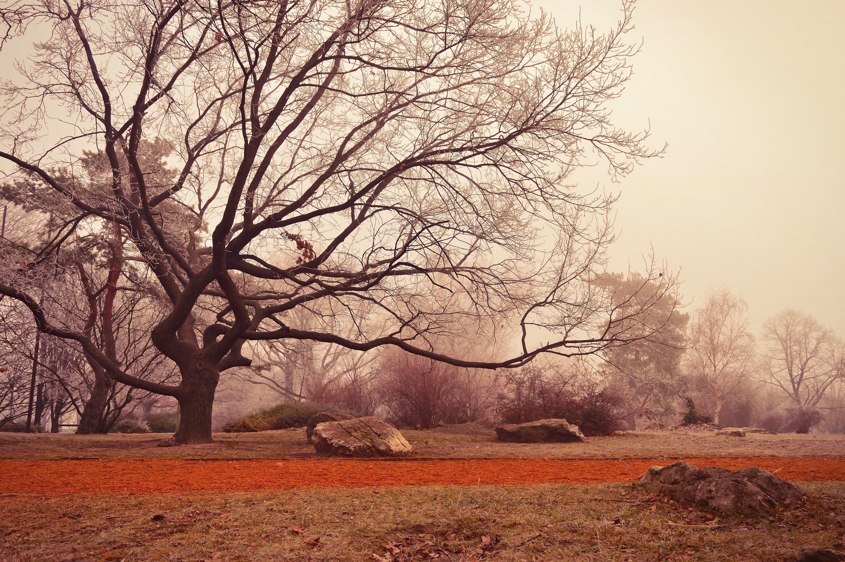 Bare tree in autumn mist