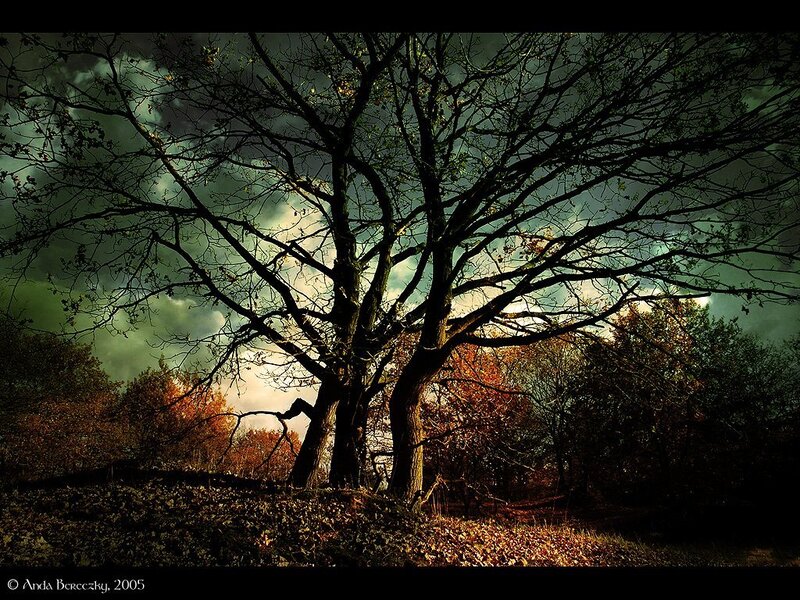 Bare Tree in Autumn