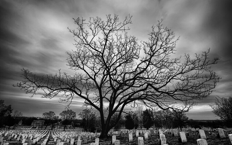 Bare Tree in Cemetery