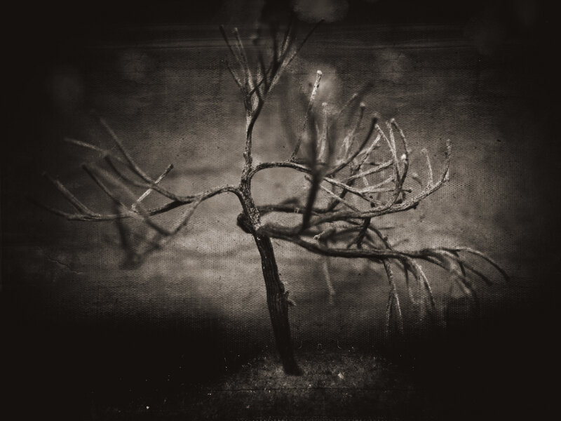Bare tree in dark setting
