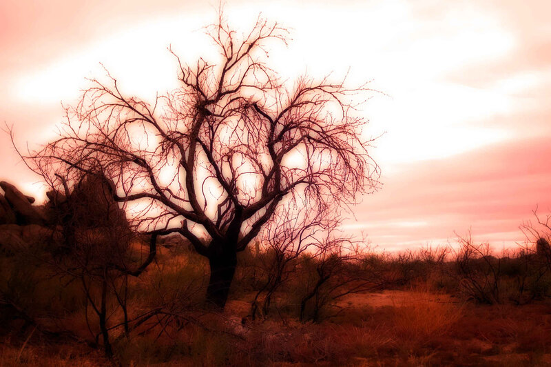 Bare Tree in Desert — Red